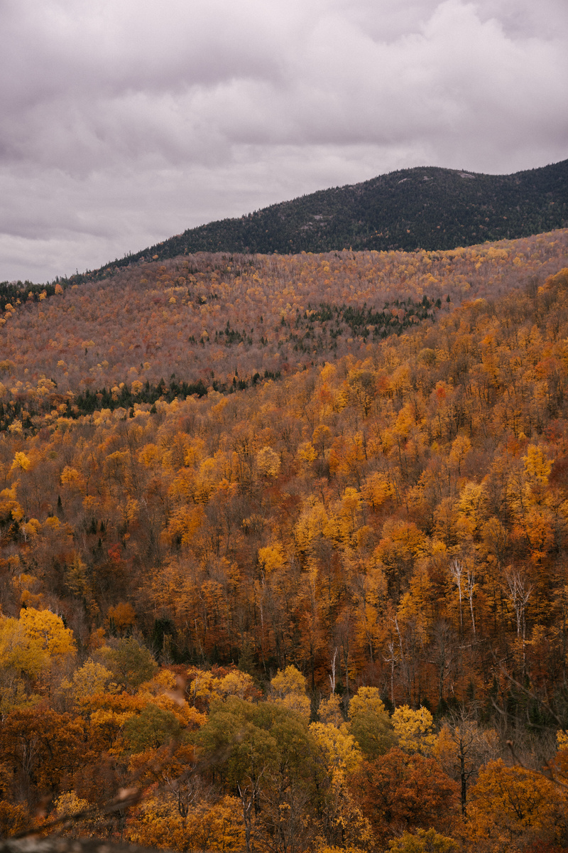 Landscape of deciduous forest in autumn